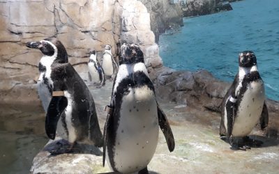 A Visit to the Aquarium of Niagara