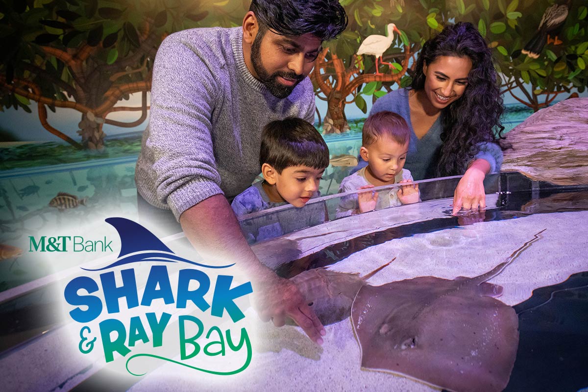 NOW OPEN: Shark & Ray Bay at Aquarium of Niagara!