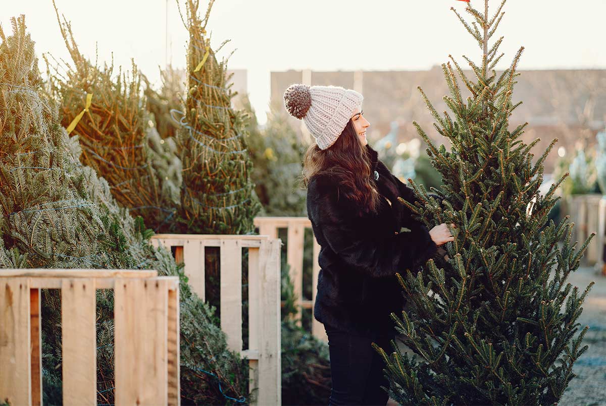 Christmas On The Tree Farm: Exploring WNY’s U-Pick Tradition
