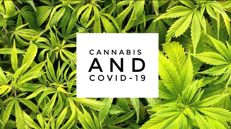 Could Cannabis have a Role in the Fight against COVID-19?