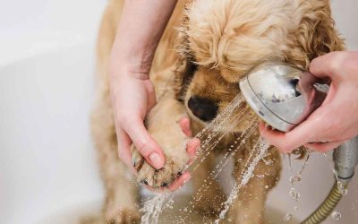 Dog Groomers in Buffalo Niagara