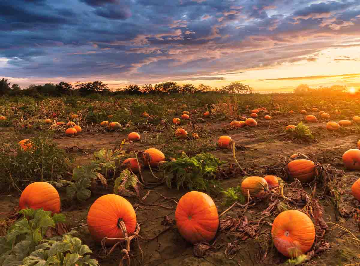 Places to Get Pumpkins in Buffalo Niagara